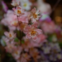 DSC_0161
