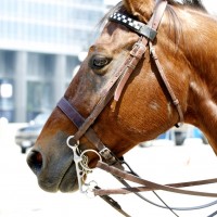 DSC_0063 DSC_0063