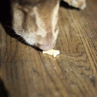 DSC_0111 DSC_0111