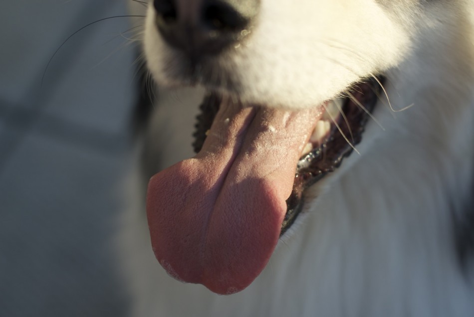 DSC_0399