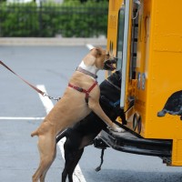 DSC_0176 DSC_0176