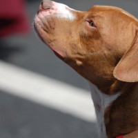 DSC_0226 DSC_0226