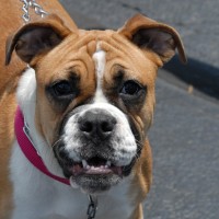DSC_0244 DSC_0244