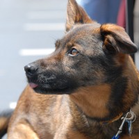 DSC_0306 DSC_0306